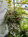 Indoor plants